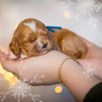 Cavapoo Cockapoo Maltipoo Welpen