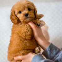 Cavapoo Cockapoo Maltipoo Welpen