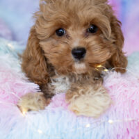 Cavapoo Cockapoo Maltipoo Welpen