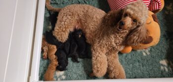 Kleinpudelwelpen in Fawn und black and tan