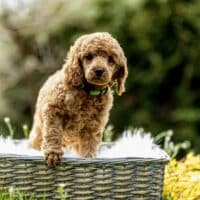 Kleinpudelwelpen in Fawn und black and tan