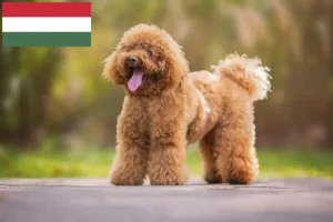 Mehr über den Artikel erfahren Pudel Züchter und Welpen in Ungarn