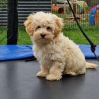 Maltipoo Welpen