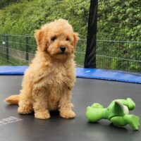 Cockapoo Welpen Cockerpoo Welpen Hündin