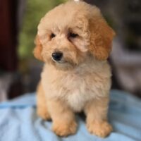 Maltipoo Welpen F1b