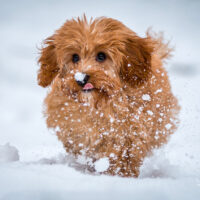 Cavapoo Rüde Welpe suchen Kuschelplatz (in 09468 Geyer, Sachsen)