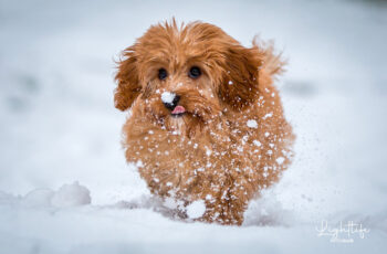 Cavapoo Rüde Welpe suchen Kuschelplatz (in 09468 Geyer, Sachsen)