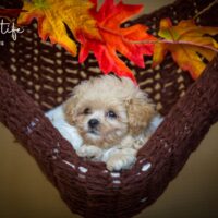 Maltipoo Welpen suchen Kuschelplatz