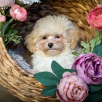 Maltipoo Rüde Welpe suchen Kuschelplatz (in 09468 Geyer, Sachsen)