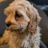 Cockapoo / Maltipoo F1b Rüden Apricot