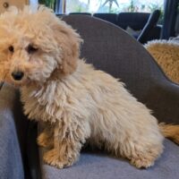 Maltipoo Welpen F1b