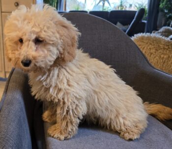 Maltipoo Welpen F1b