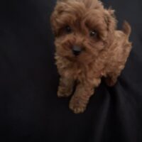 Maltipoo Welpen