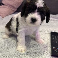 Cavapoo`s (Cavalier/Pudel)