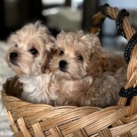 Maltipoo Welpen.