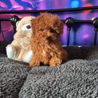 Maltipoo Welpen / Pudel & Malteser Mix