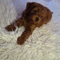 Cavapoo welpen