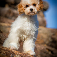 Cavapoo Rüde sucht Zuhause!