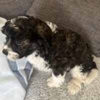 Cavapoo Welpen zur Abgabe Cavalier/Pudel Mix