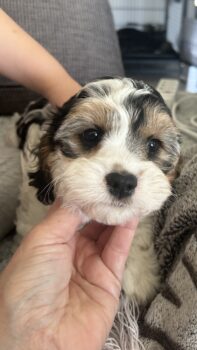 Cavapoo Welpen zur Abgabe Cavalier/Pudel Mix