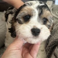 Cavapoo Welpen zur Abgabe Cavalier/Pudel Mix