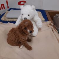 Maltipoo Pudel & Malteser Mix