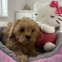 Maltipoo Pudel & Malteser mix