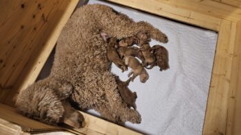 Großpudel / Königspudel Welpen in fawn mit Papieren