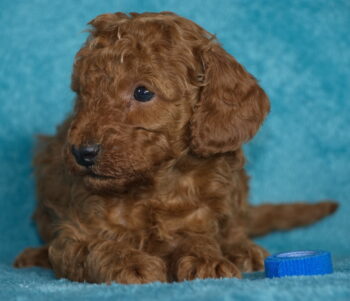 Zwergpudel Welpen Black and Tan und Fawn ab Mitte April in gute Hände abzugeben