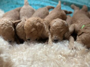 **Königspudel / Großpudel / Pudel Welpen Großpudelwelpen - VDH-Papiere - Farbe fawn hell & dunkel**